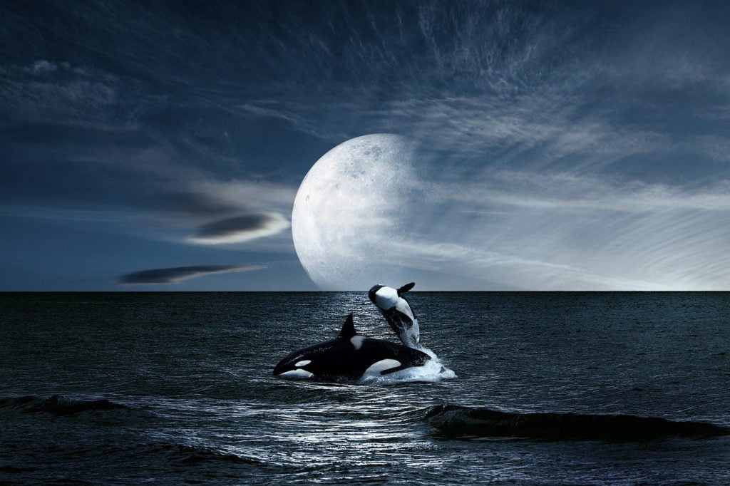 landscape, sea, whales